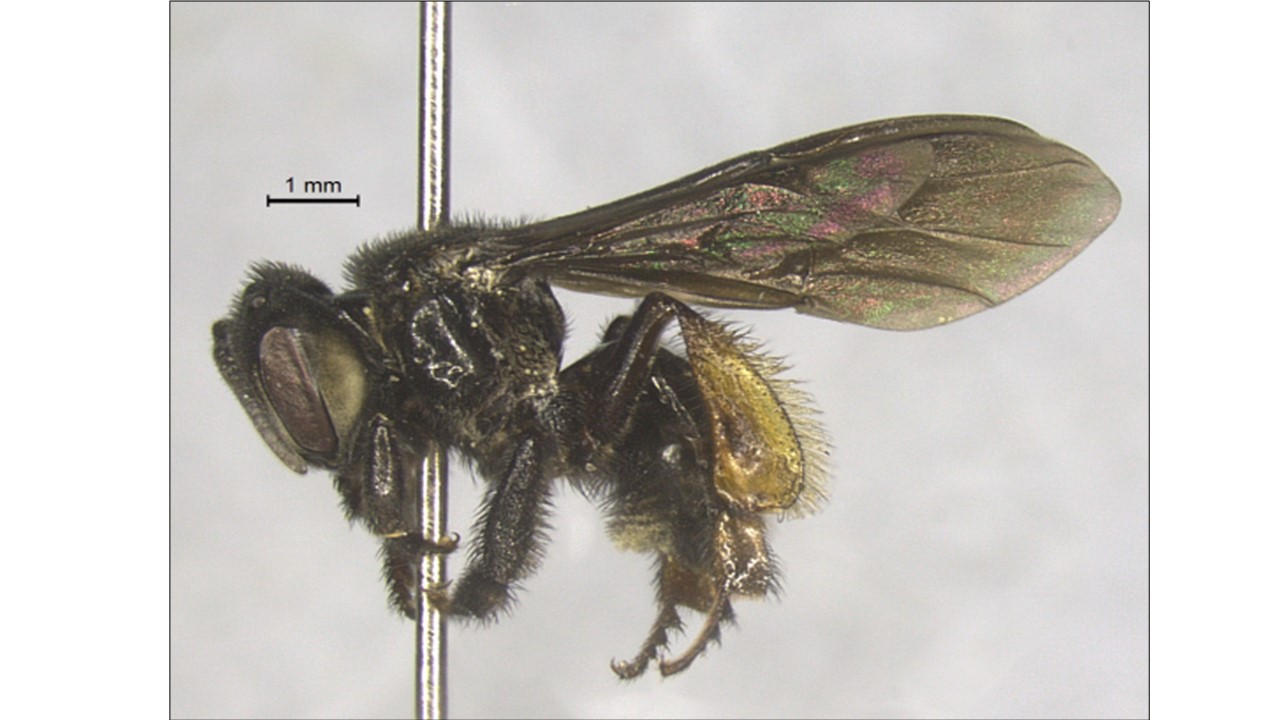 Abelha-Aripuá ou Arapuá (Trigona spinipes) Foto de Favízia Freitas de Oliveira