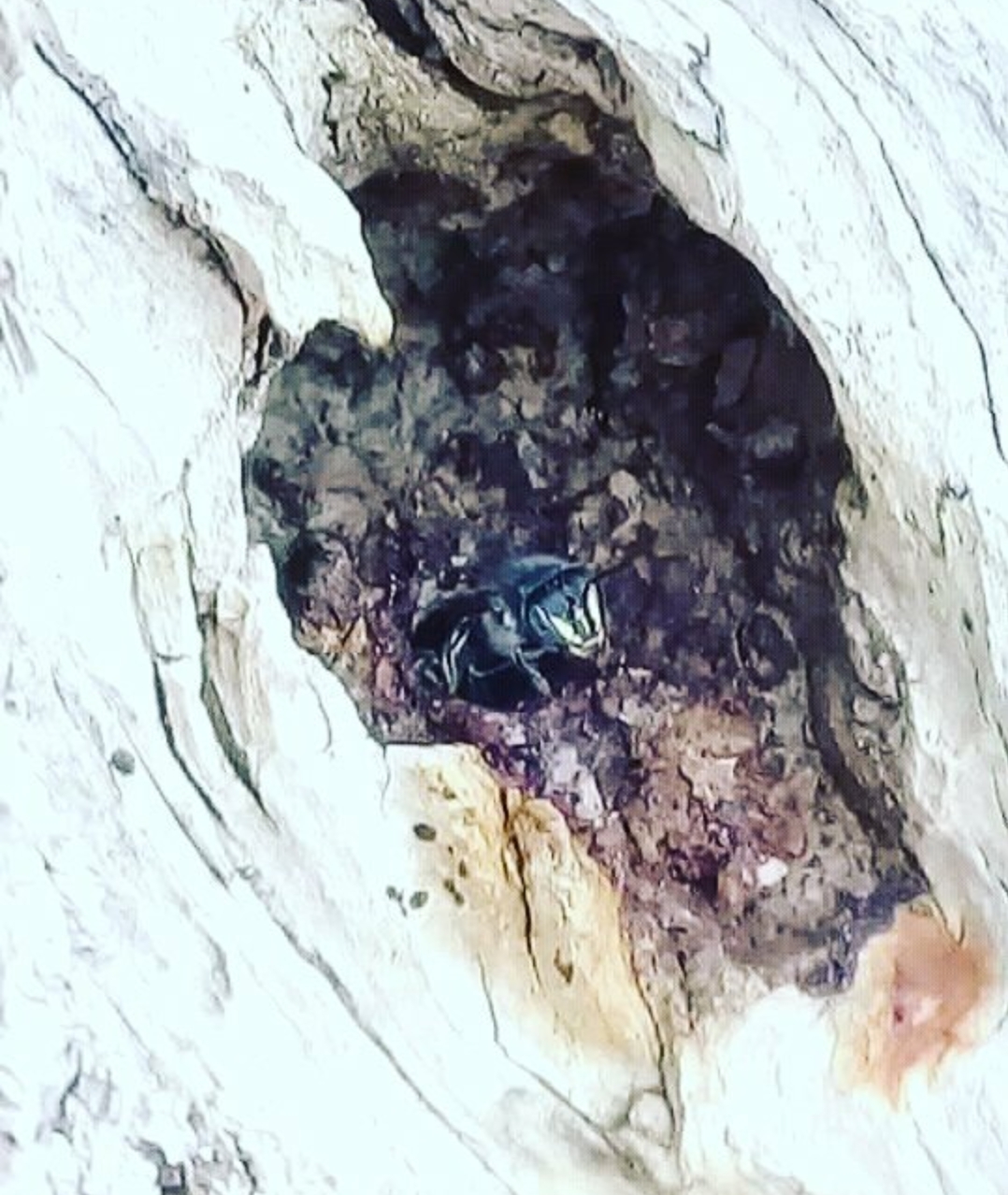 Abelha-Rajadinha em um oco de Pau-Pereiro (Aspidosperma pyrifolium) Foto de Rogério Oliveira